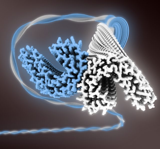 Primeras imágenes de la estructura proteica vinculada con el alzhéimer