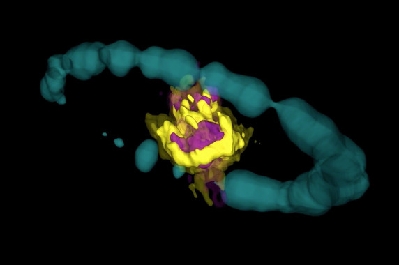 Mapean en 3D el núcleo de una supernova