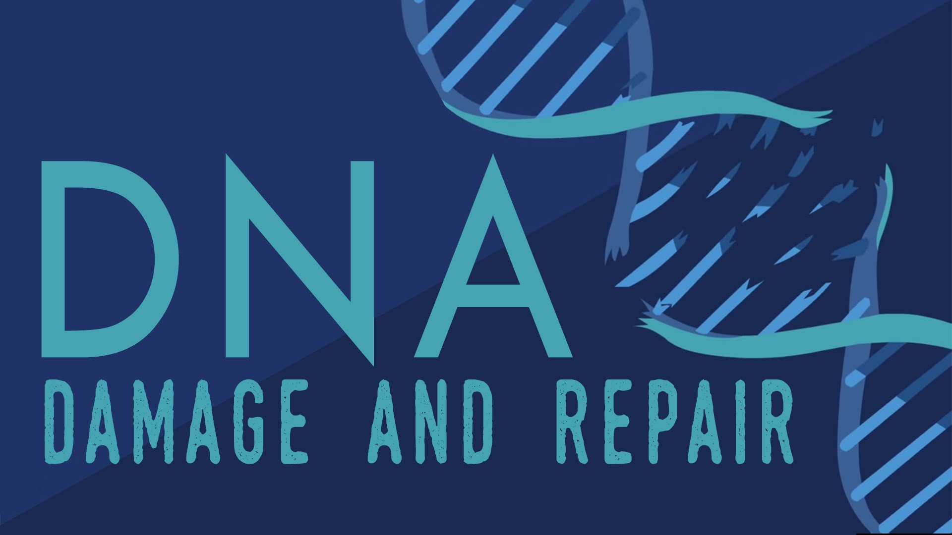 What happens when your DNA is damaged? – Monica Menesini