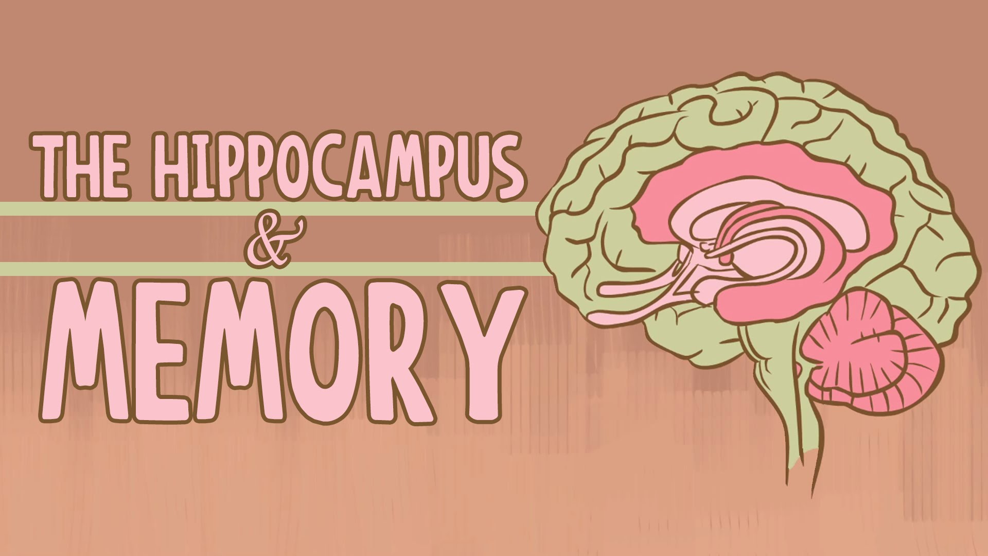 What happens when you remove the hippocampus? – Sam Kean