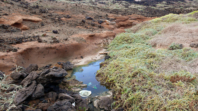 Los hongos ayudan a eliminar los fármacos de las aguas urbanas