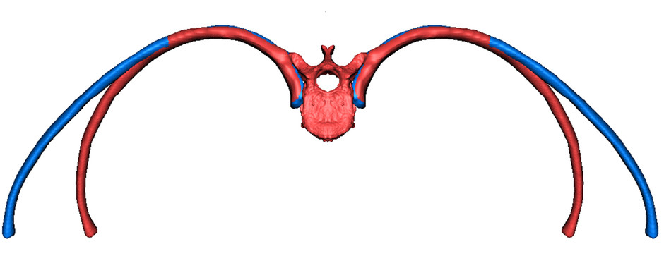 El tamaño del tórax humano varía en función del frío
