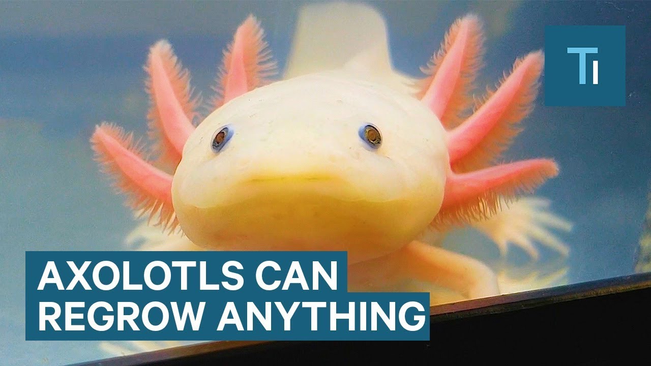 This Incredible Creature Can Regenerate Its Brain, Heart, And Limbs