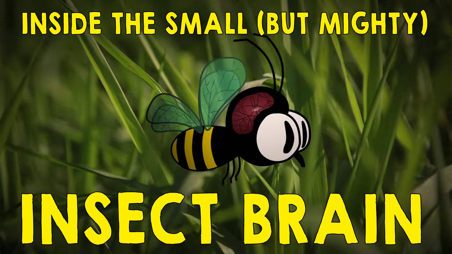 Why the insect brain is so incredible – Anna Stöckl