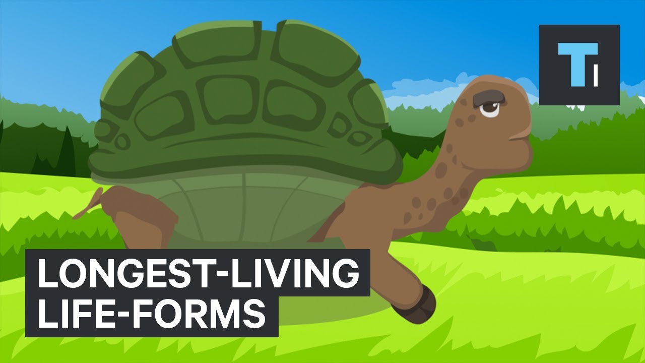 These are the longest-living life-forms on Earth