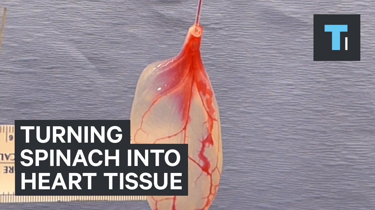 Scientists are turning spinach leaves into heart tissue