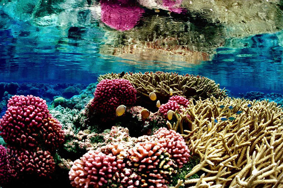 Los arrecifes de coral reducen los daños causados por las inundaciones