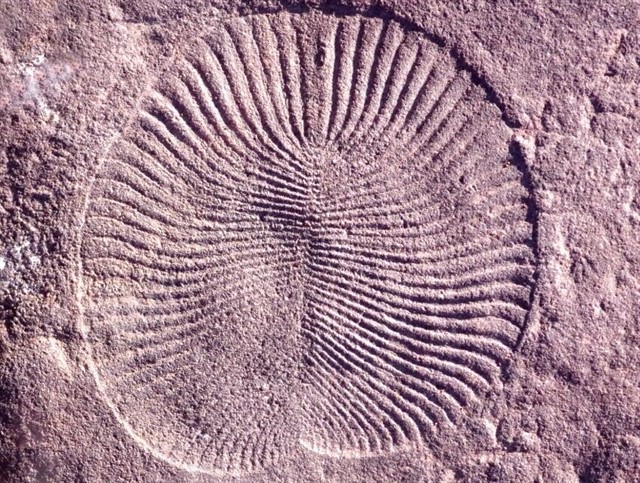 Animales ya se movían solos para comer hace 550 millones de años