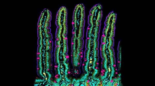 Descubren cómo se pliega y mueve la pared del intestino midiendo sus fuerzas