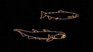 Carl Sagan – COSMOS – Evolution