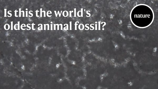 Is this the world’s oldest animal fossil?