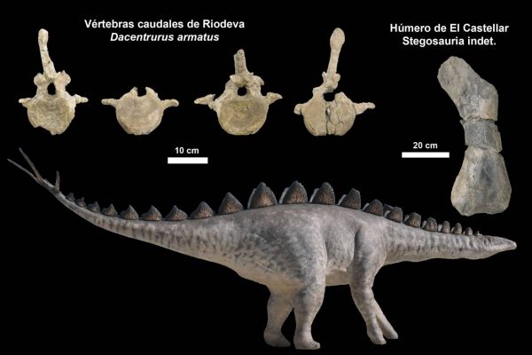 En el este de la Península vivían numerosos estegosaurios durante el Jurásico