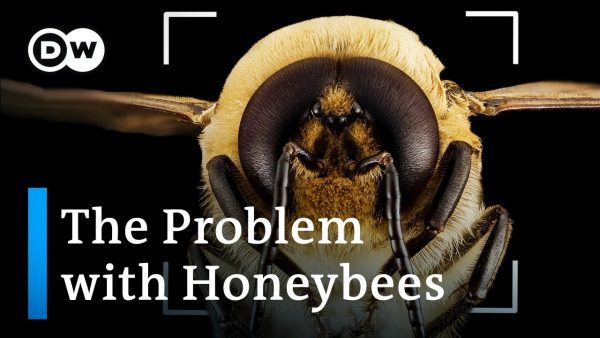 Bee extinction: Why we’re saving the wrong bees
