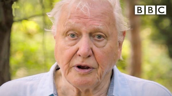 We need IMMEDIATE action to stop extinction crisis, David Attenborough – BBC