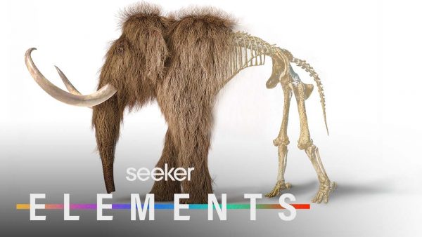 The Wild Plan to Bring Back Woolly Mammoths