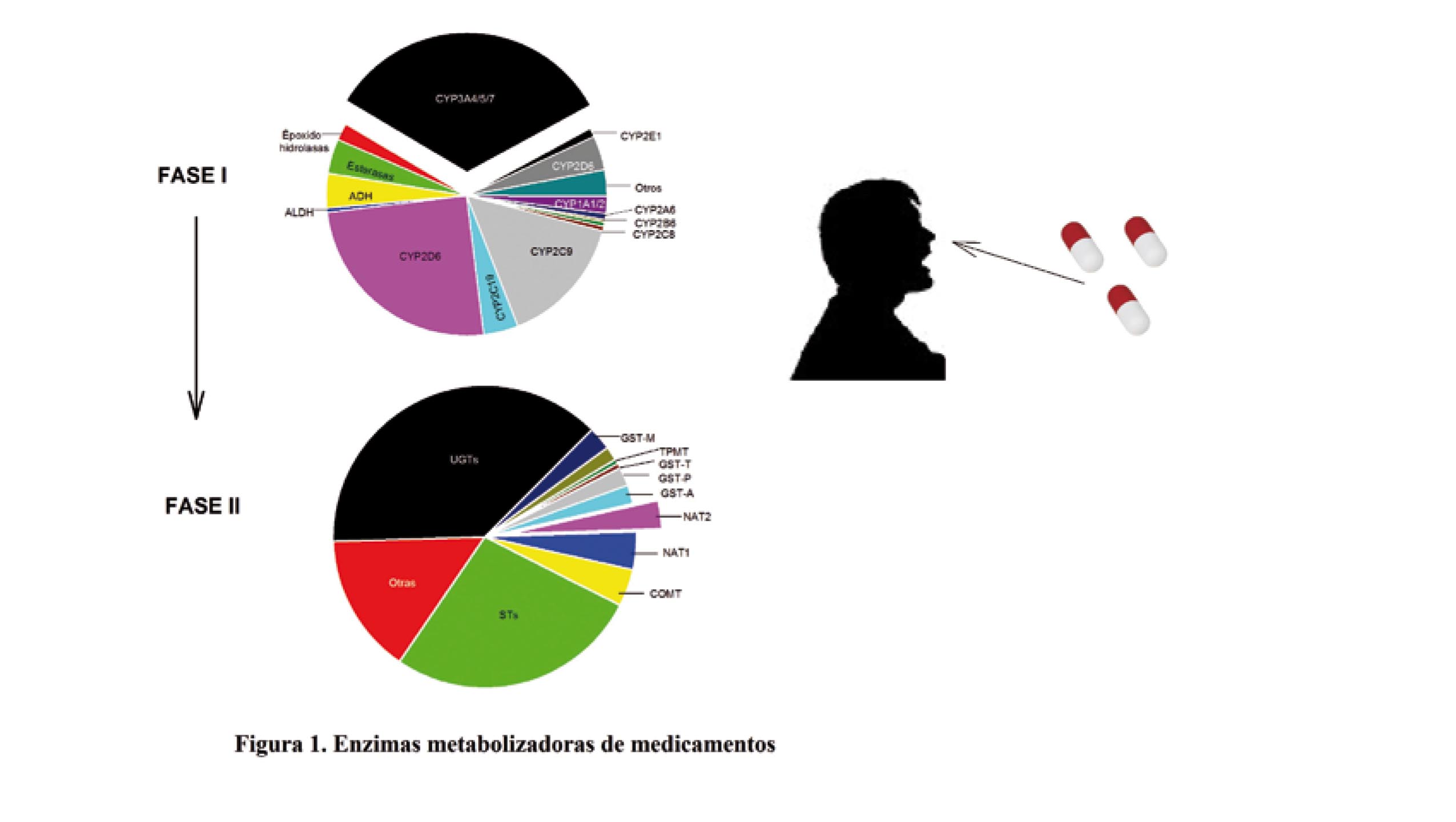 NAT 2 y el metabolismo de medicamentos