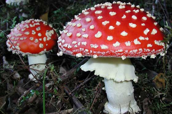 Podrían los hongos alucinógenos ser beneficiosos para la salud