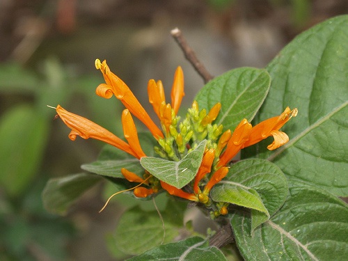 Mucle, Limalin, Muitle o Mohuite