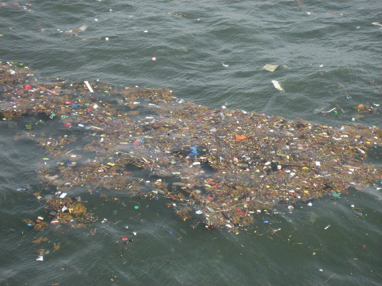 ¿Microbios come plástico?