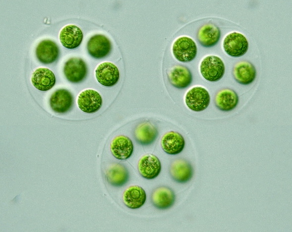 Muero y otros sobreviven gracias a mí…