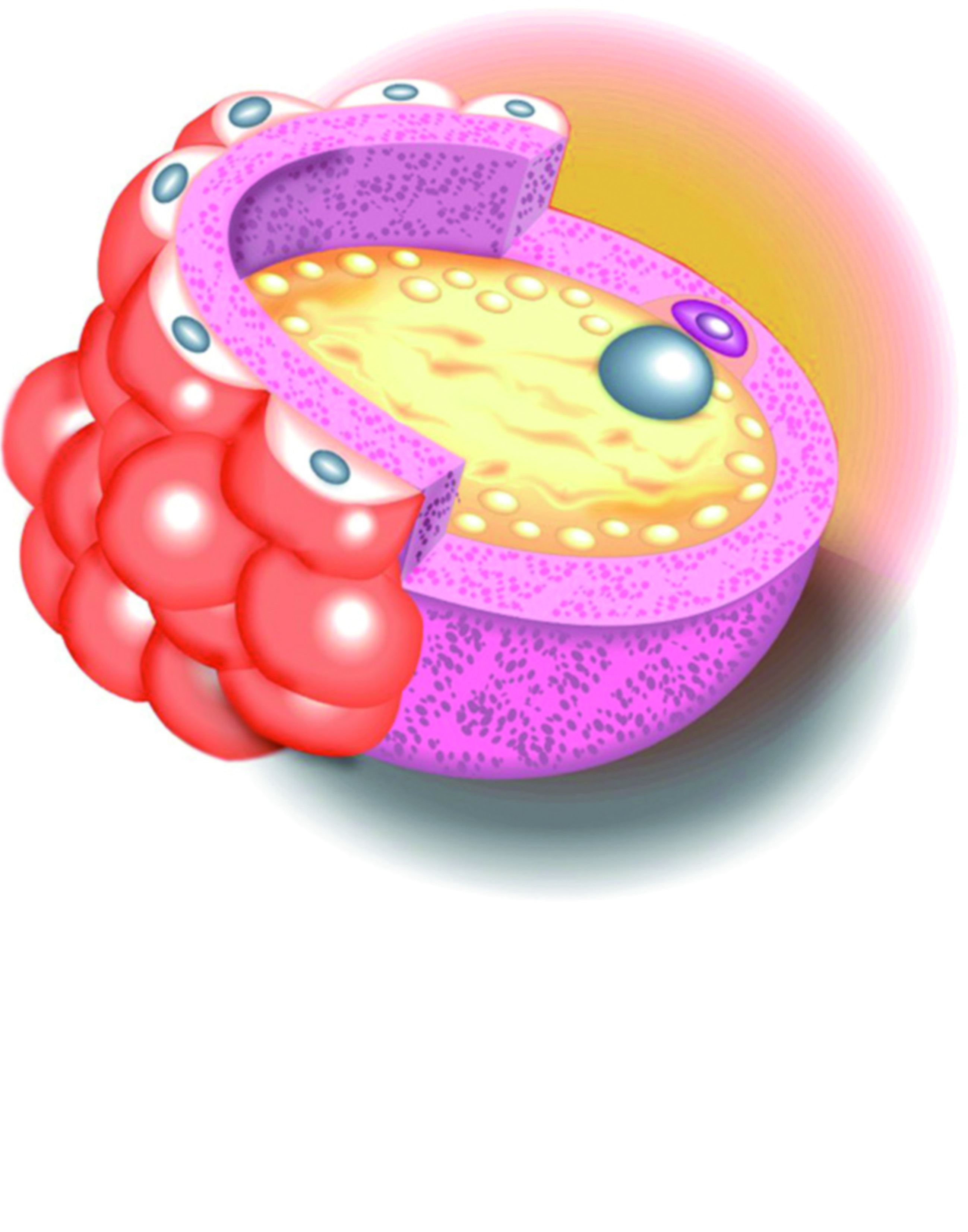 De ovocito a embrión: necesidades básicas