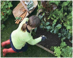 Huertos familiares para un autoconsumo sostenible