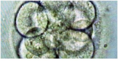 Sigue prohibida en Francia la investigación en embriones