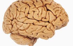 El poder biológico de la ternura