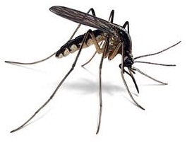 Con avanzada tecnología, Europa traza mapa de mosquitos