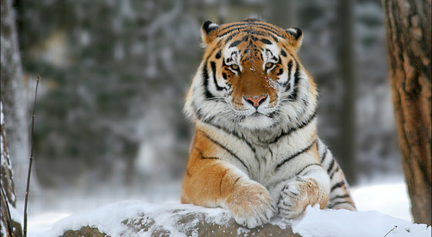 El Premio ‘Leones de Cannes” fue para los tigres de Amur