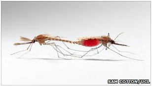 Mosquitos sin esperma: una esperanza para frenar la malaria