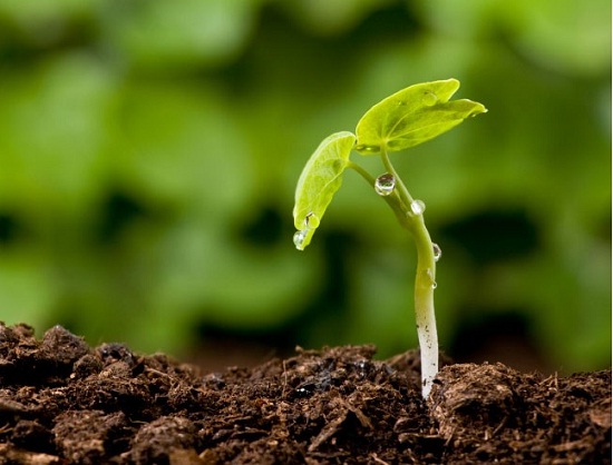 La Naturaleza es sabia y la vida se abre camino