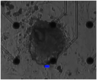 Investigadores crean las primeras células cardiacas con un ritmo controlado por luz