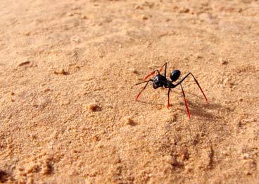 Las hormigas haciendo matemáticas…