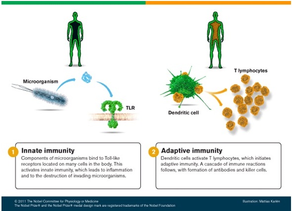 Pioneros en Inmunología innata y adaptativa  ganan el Premio Nobel de Fisiología y Medicina 2011
