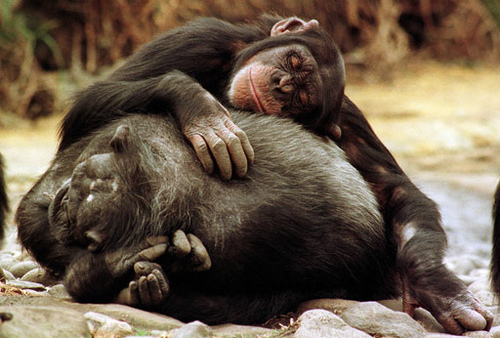 Mis primos los primates…