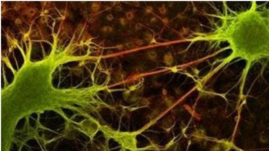 Investigadores de UCLA descubren secretos rítmicos del cerebro