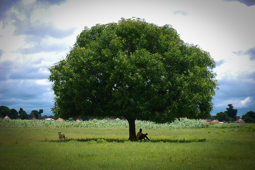 Jacinto y un perro aparecido