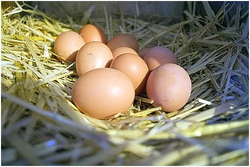 Recoja sus huevos bio en la ciudad