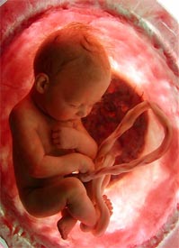 El cordón umbilical