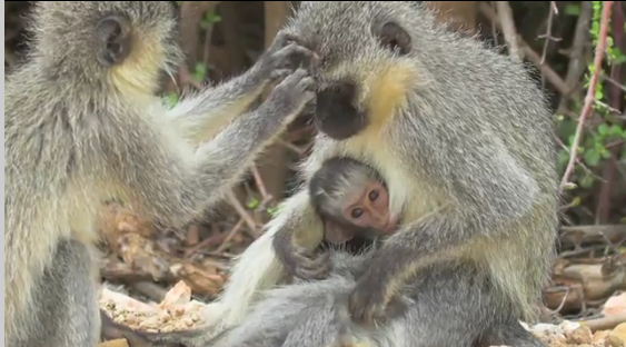 ¿Pueden hablar los monos?