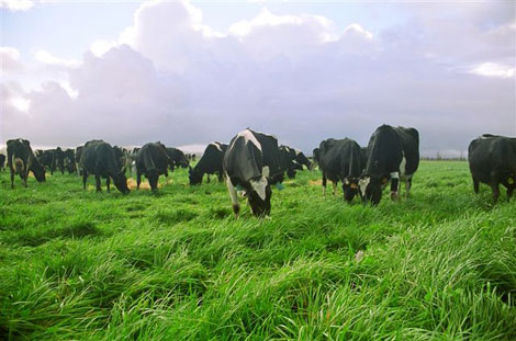 Nuestra alimentación ligada a la emisión de gases de efecto invernadero