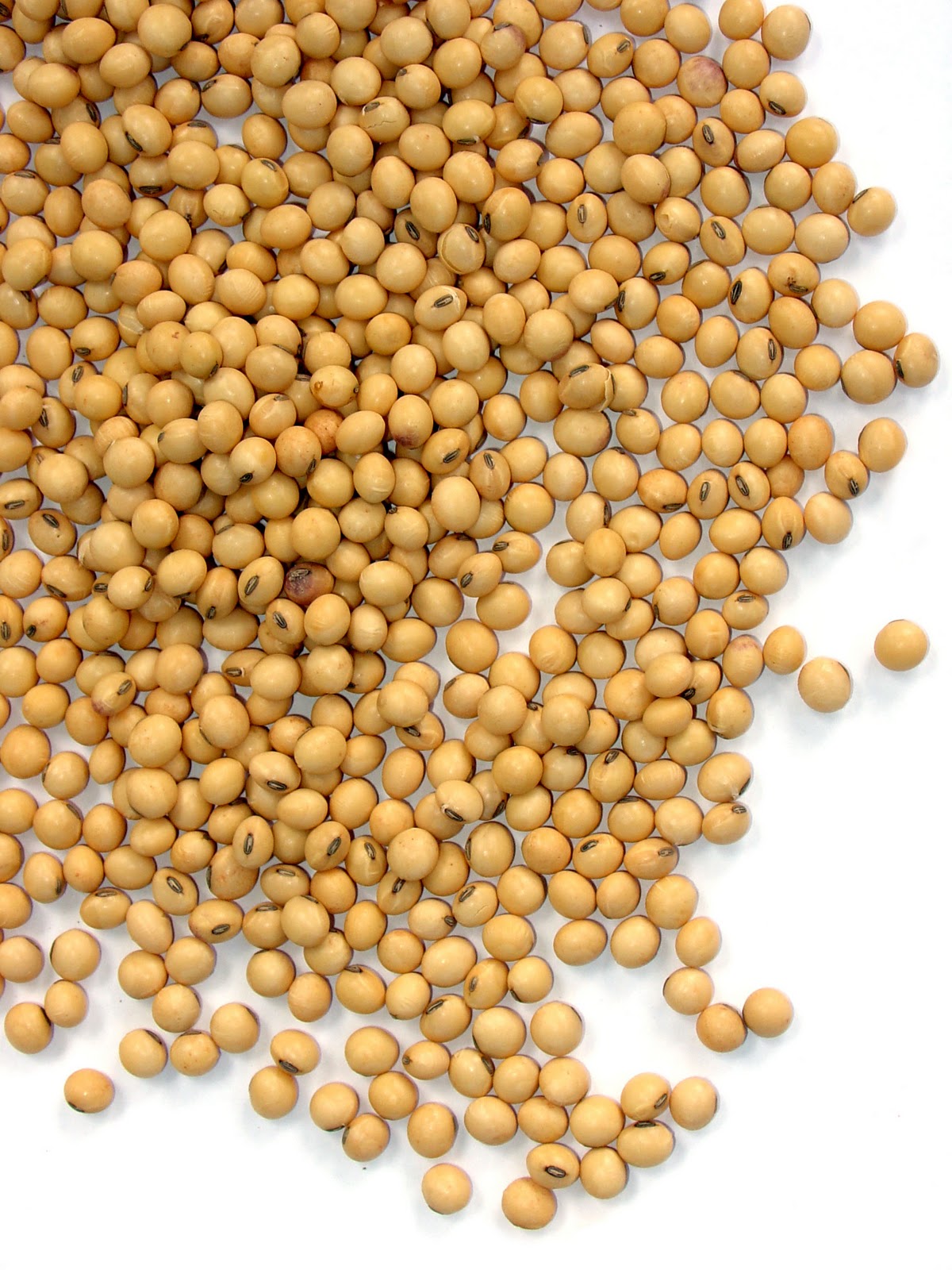 El efecto protector de la soya en la nefropatía diabética