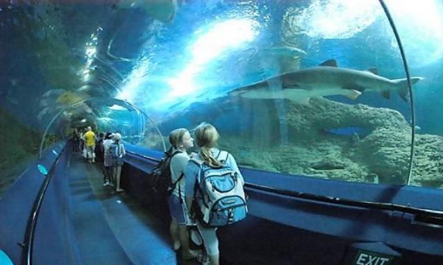 Zoológicos y acuarios, ¿Buenos o malos?