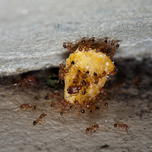 Curioso, a veces la Naturaleza se adapta al Hombre