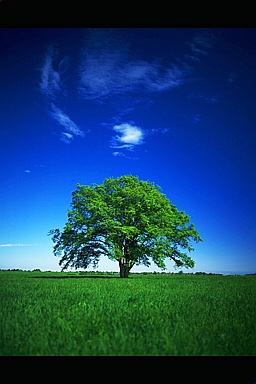 Microacciones al cuidado del medio ambiente