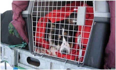 Los perros toman la delantera para oler el petróleo ártico