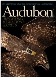 Cuente los pájaros para leer el porvenir