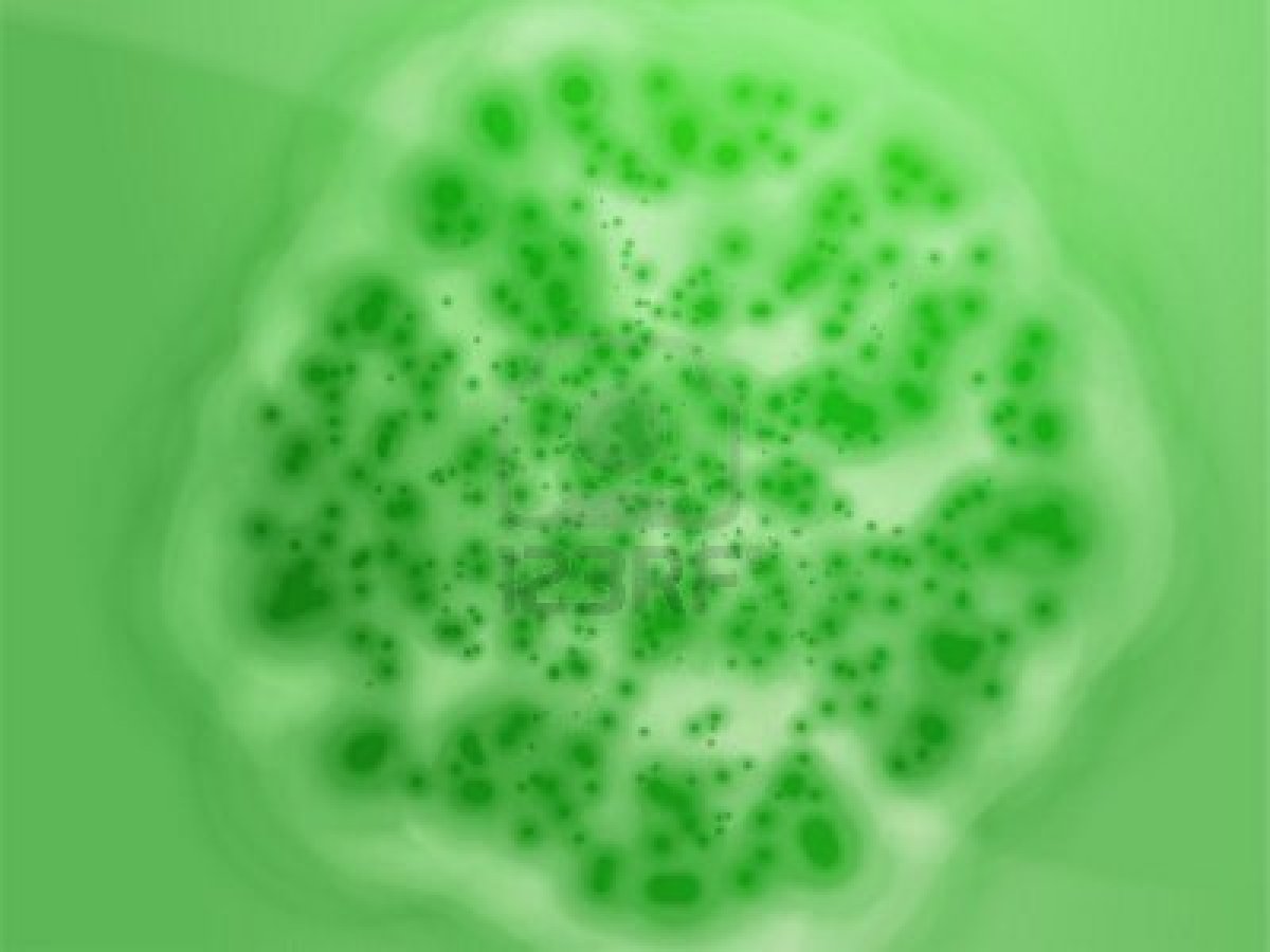 Los antibióticos…alterando la velocidad de evolución bacteriana.