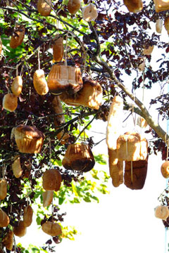 Proverbios del mundo: Árbol del pan-Arrastrarse